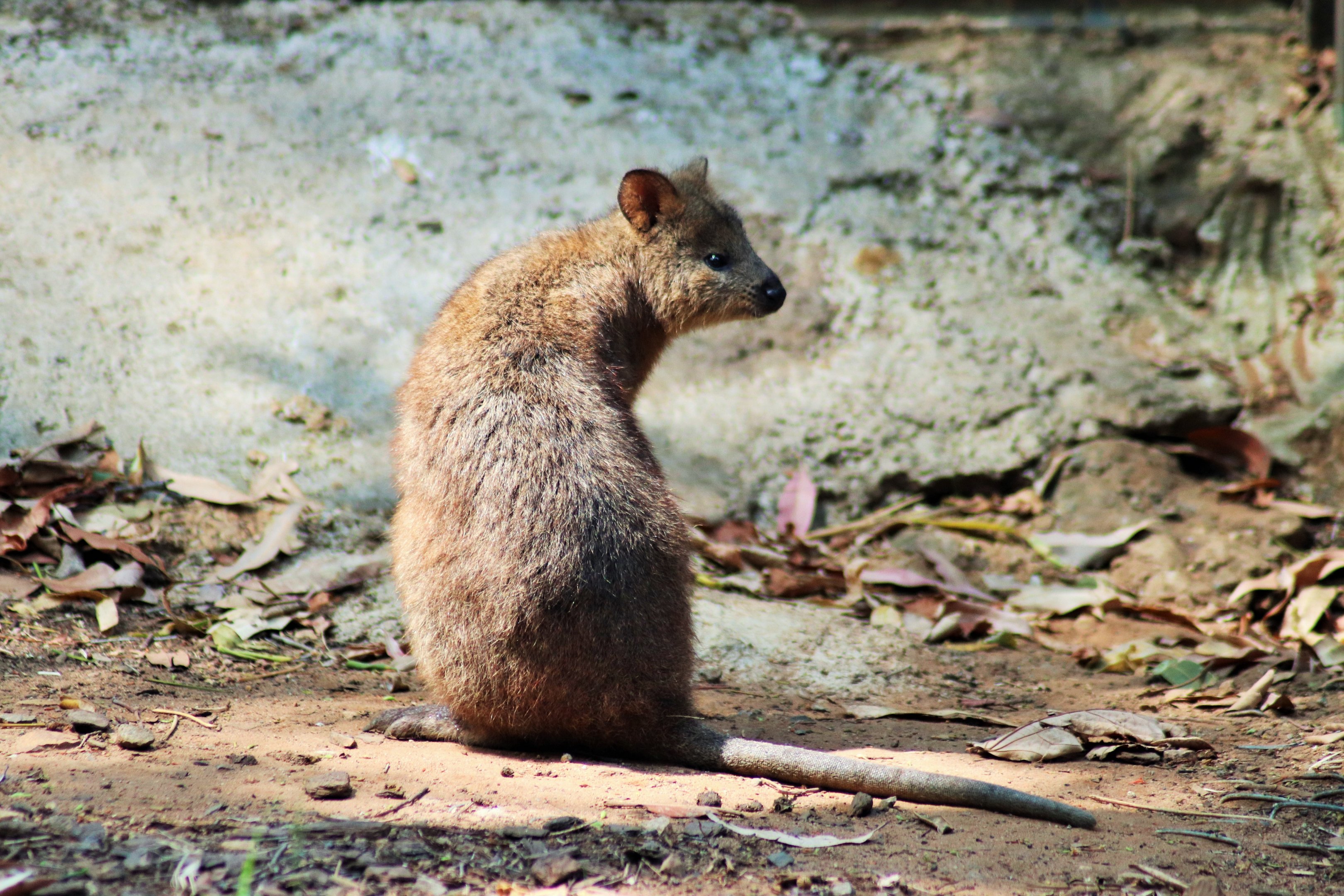 Quokka (Setonix brachyurus)