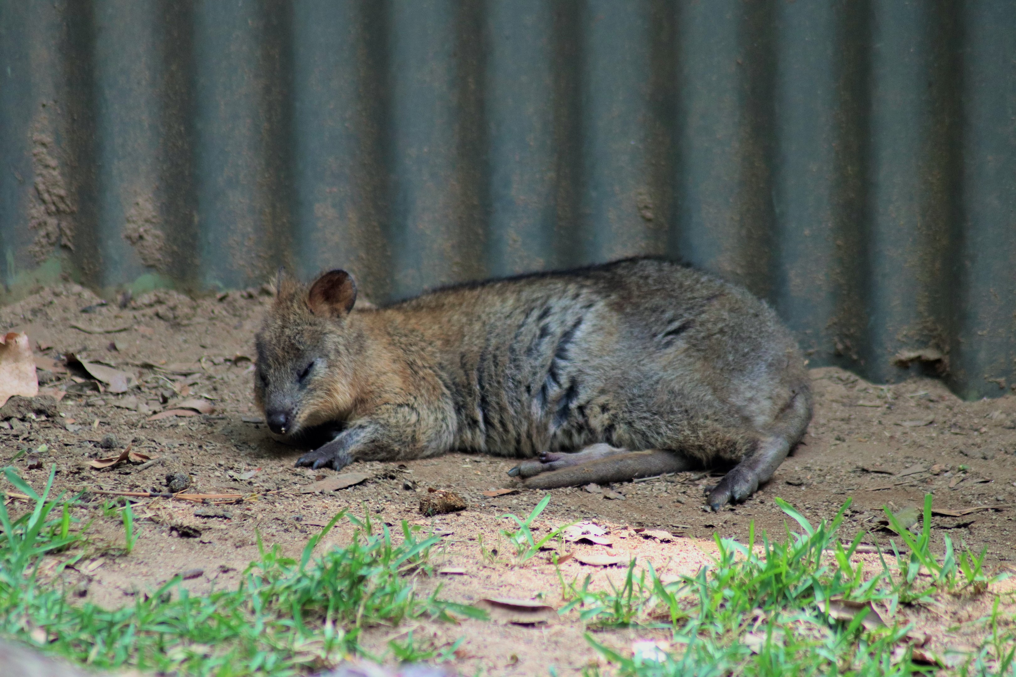Quokka (Setonix brachyurus)