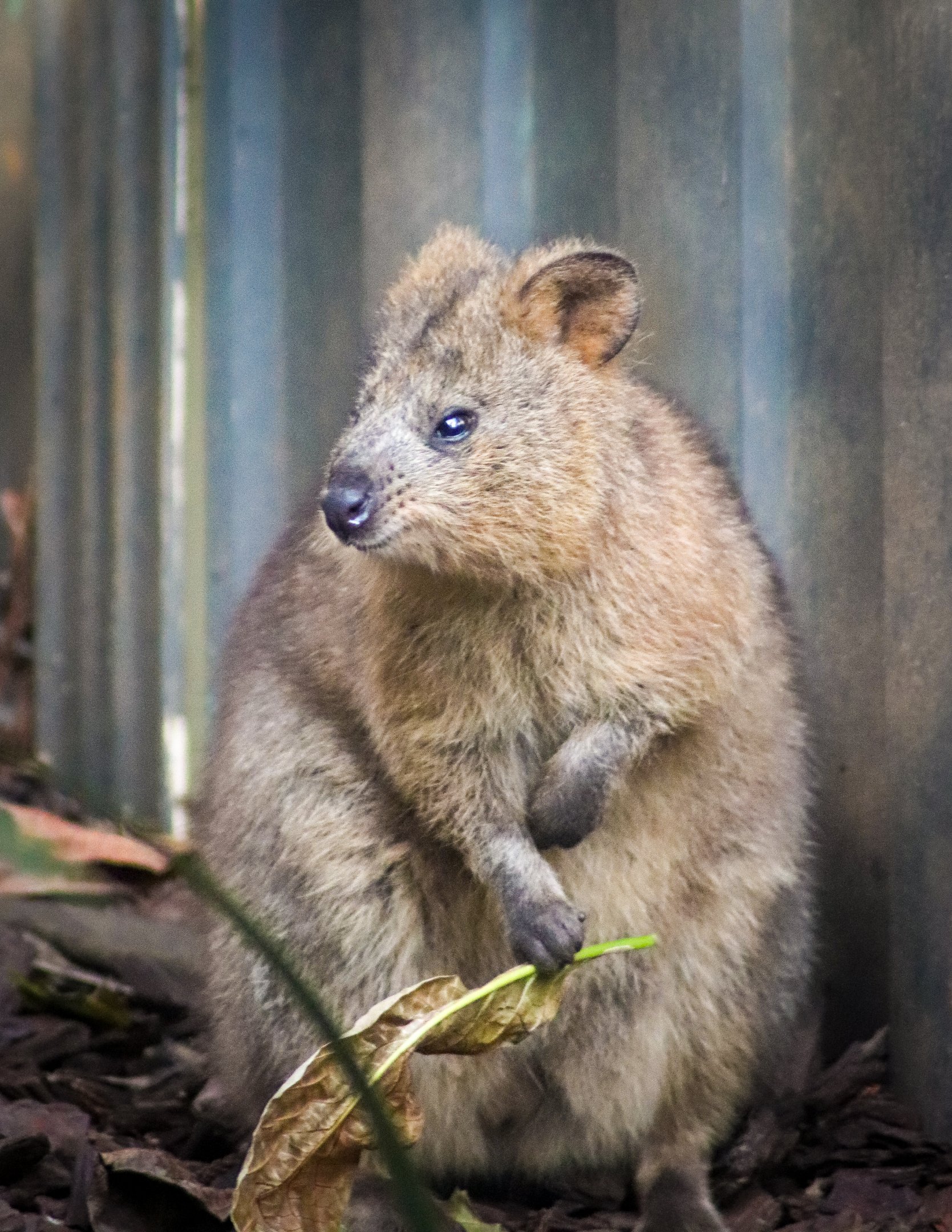 Quokka (Setonix brachyurus)