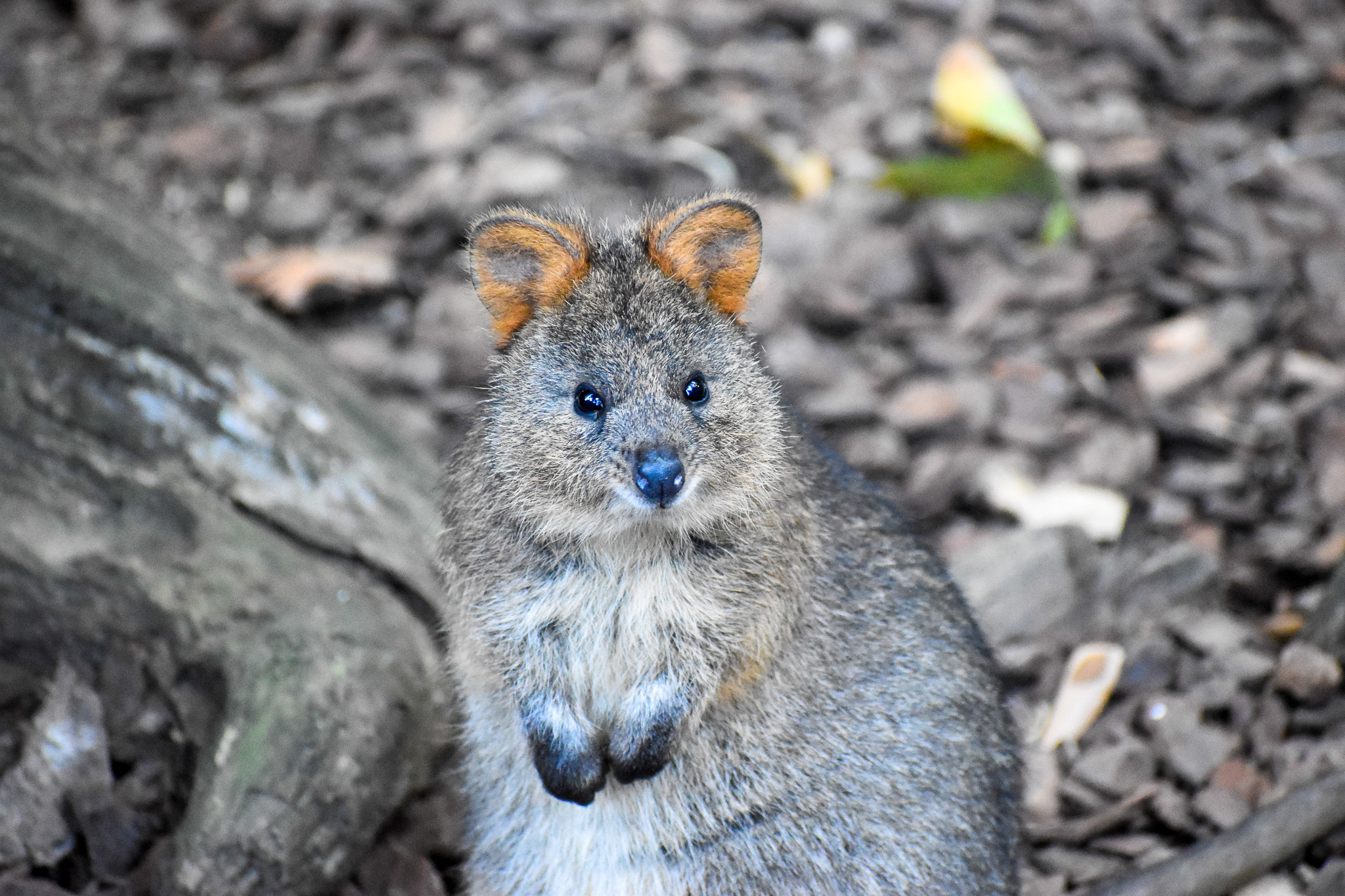 Quokka (Setonix brachyurus)
