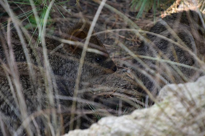 Quokka (Setonix brachyurus)