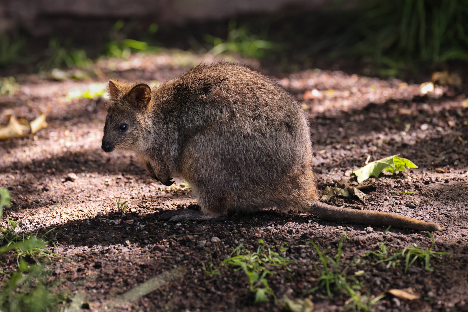 Quokka (Setonix brachyurus)