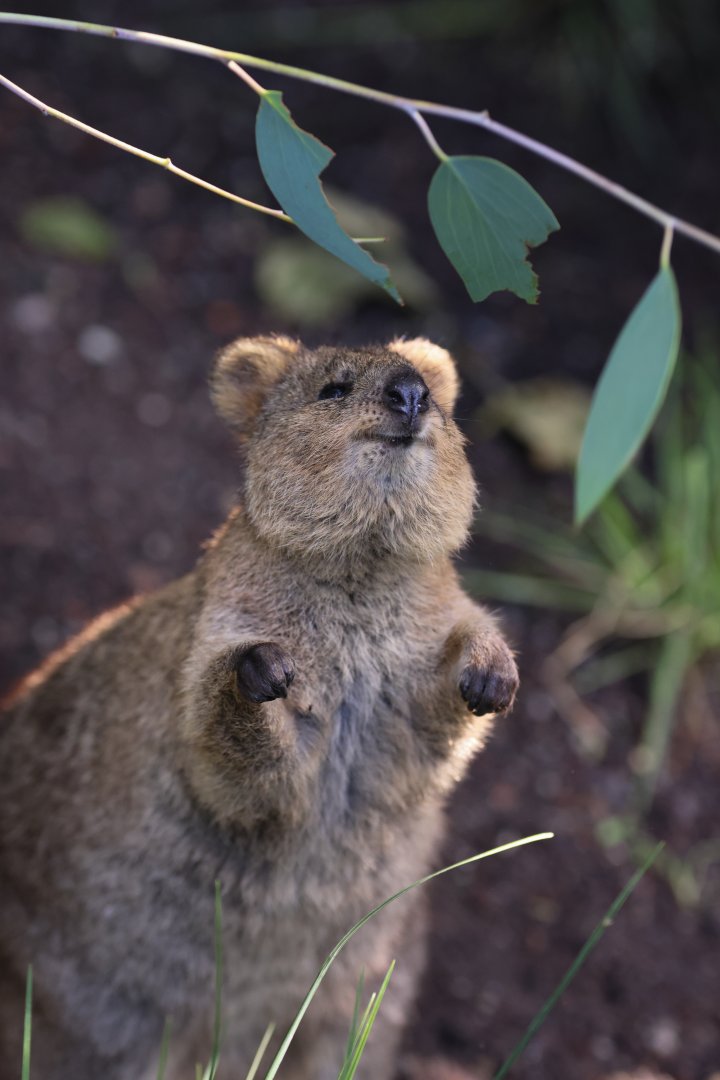 Quokka (Setonix brachyurus)