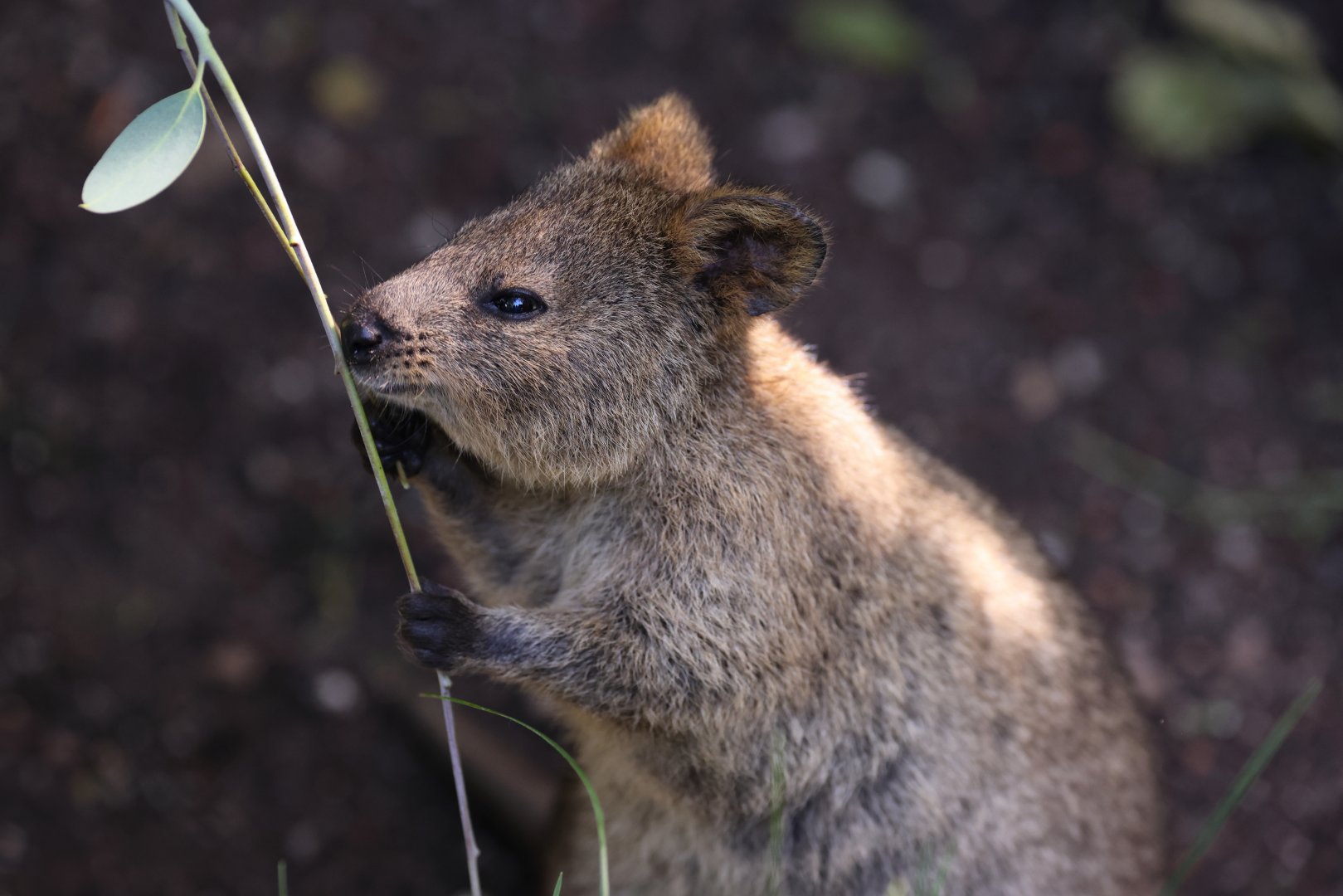 Quokka (Setonix brachyurus)