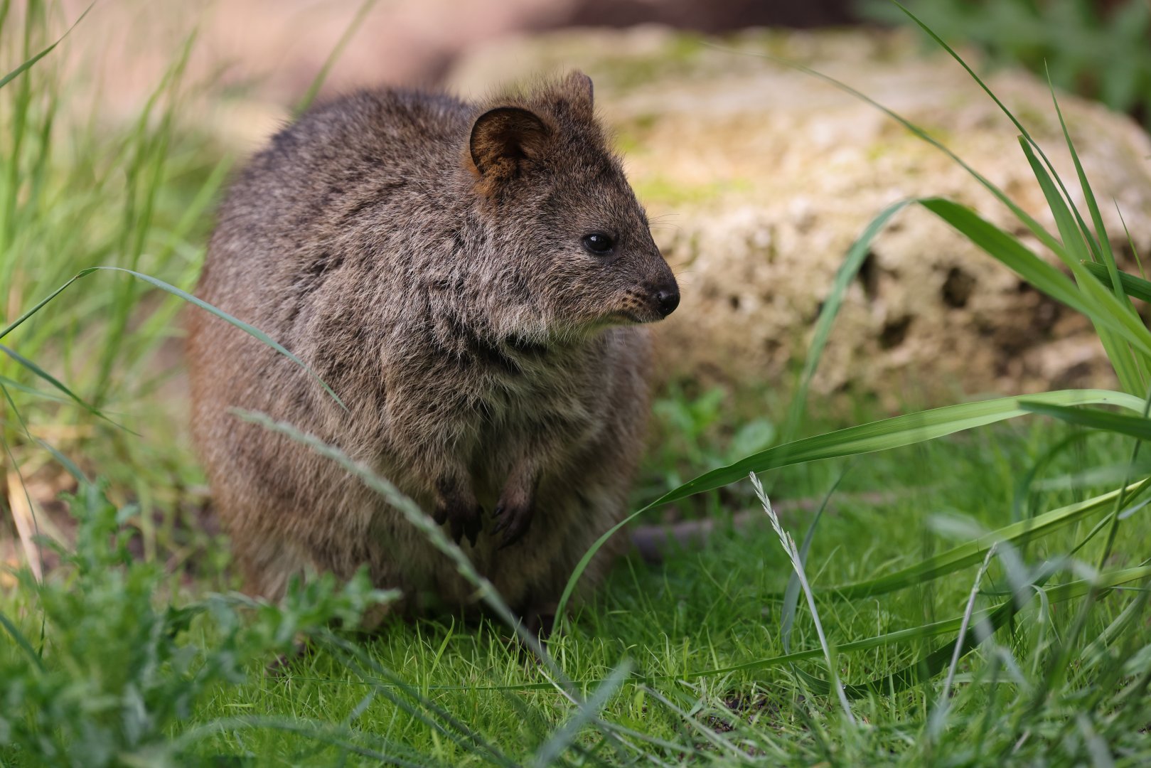 Quokka (Setonix brachyurus)