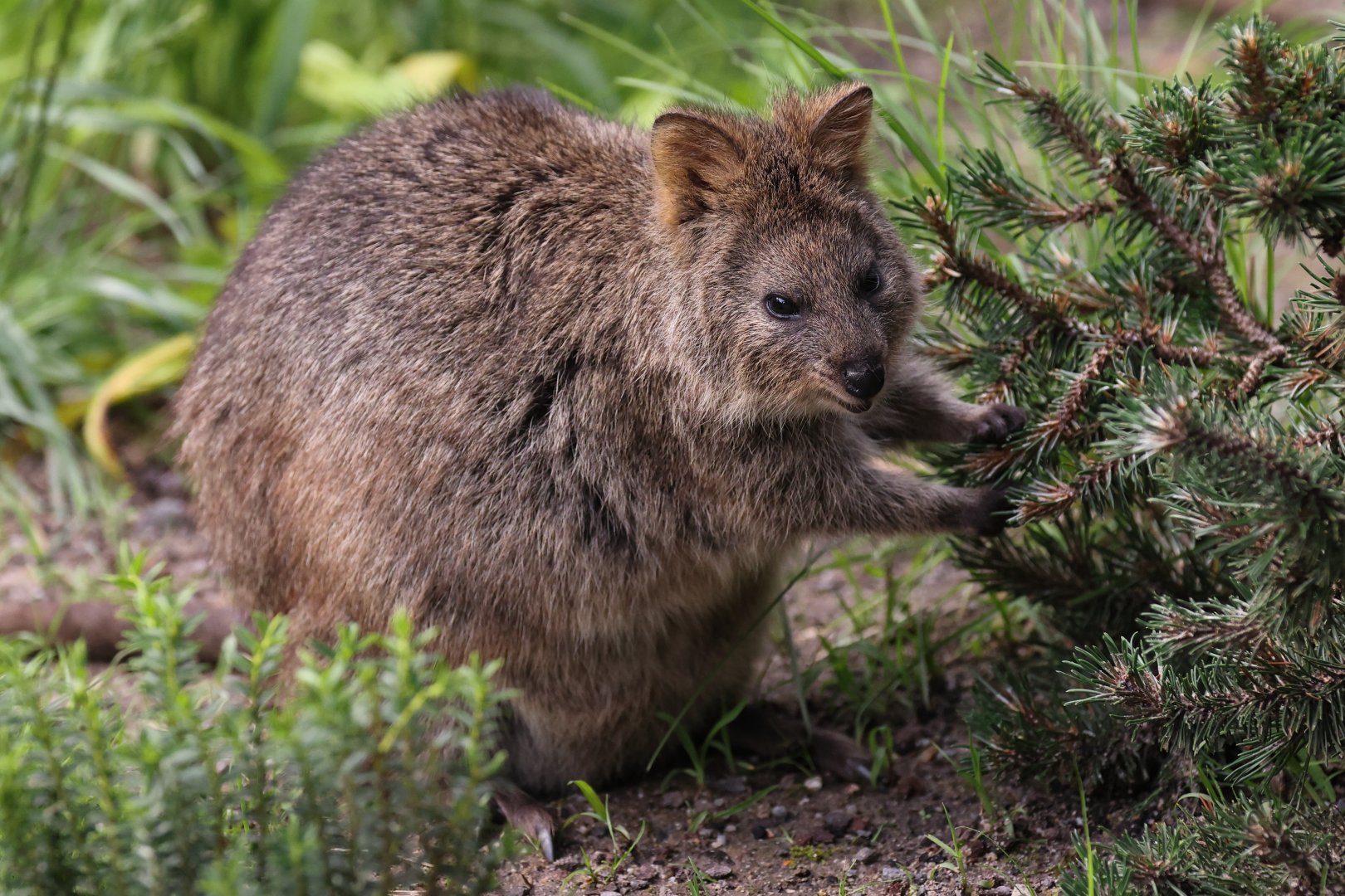 Quokka (Setonix brachyurus)