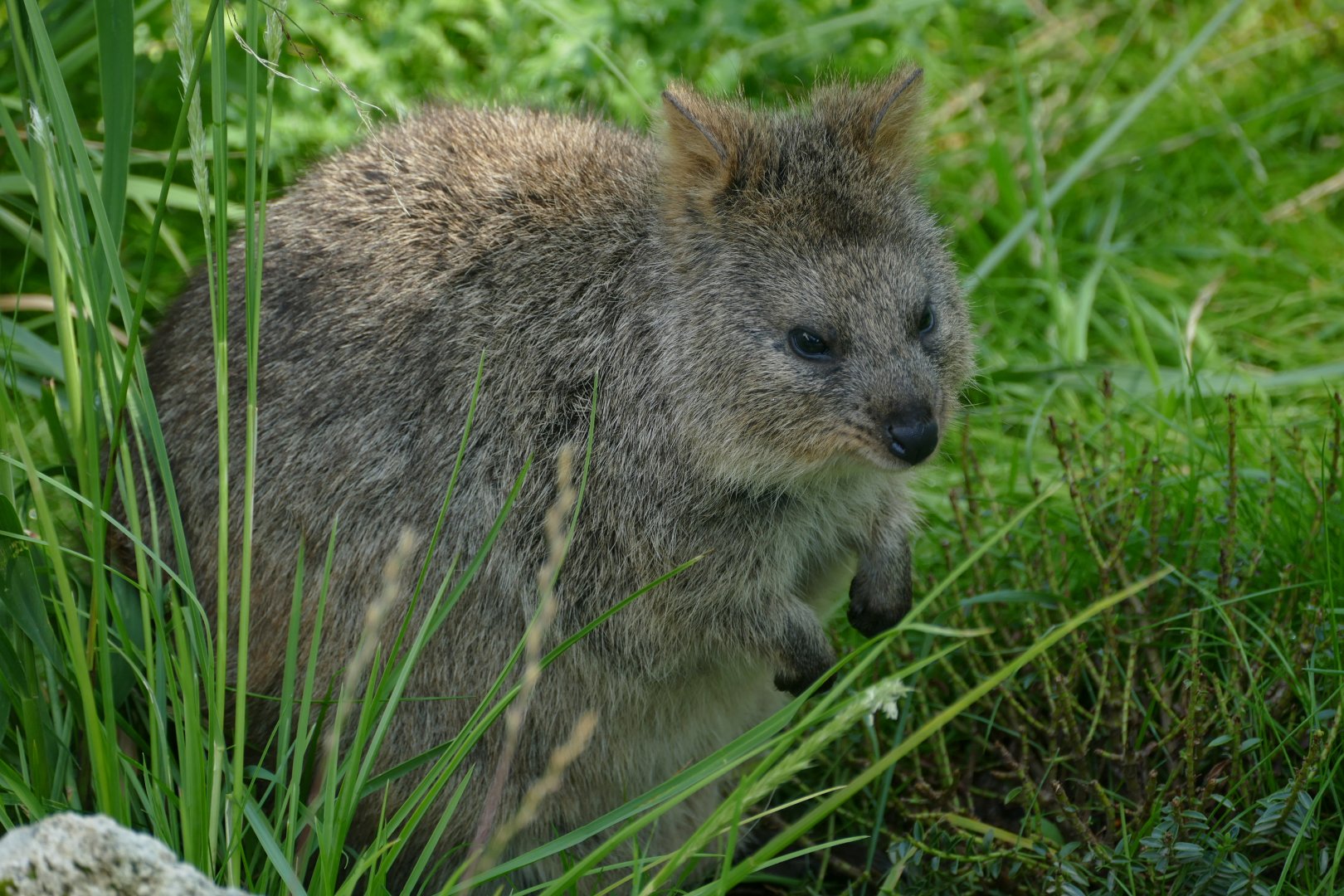 Quokka (Setonix brachyurus)