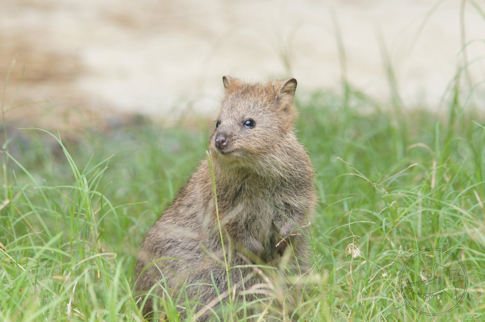 Quokka (Setonix brachyurus)