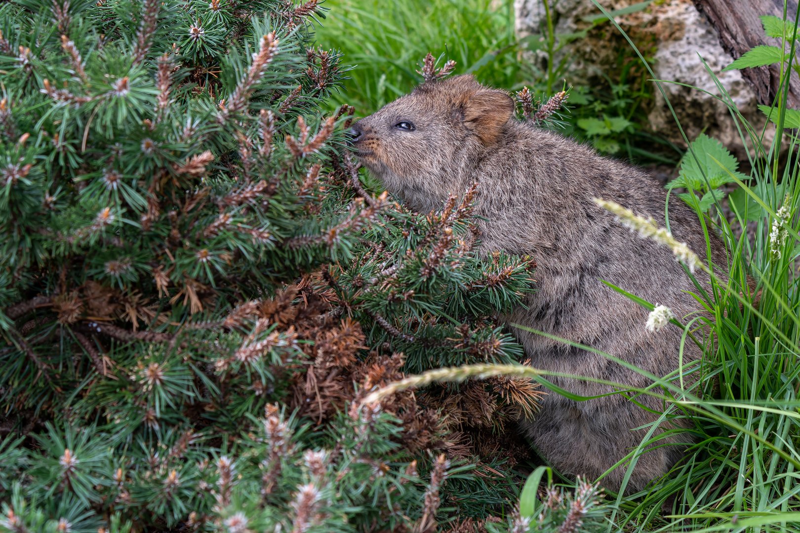 Quokka (Setonix brachyurus)
