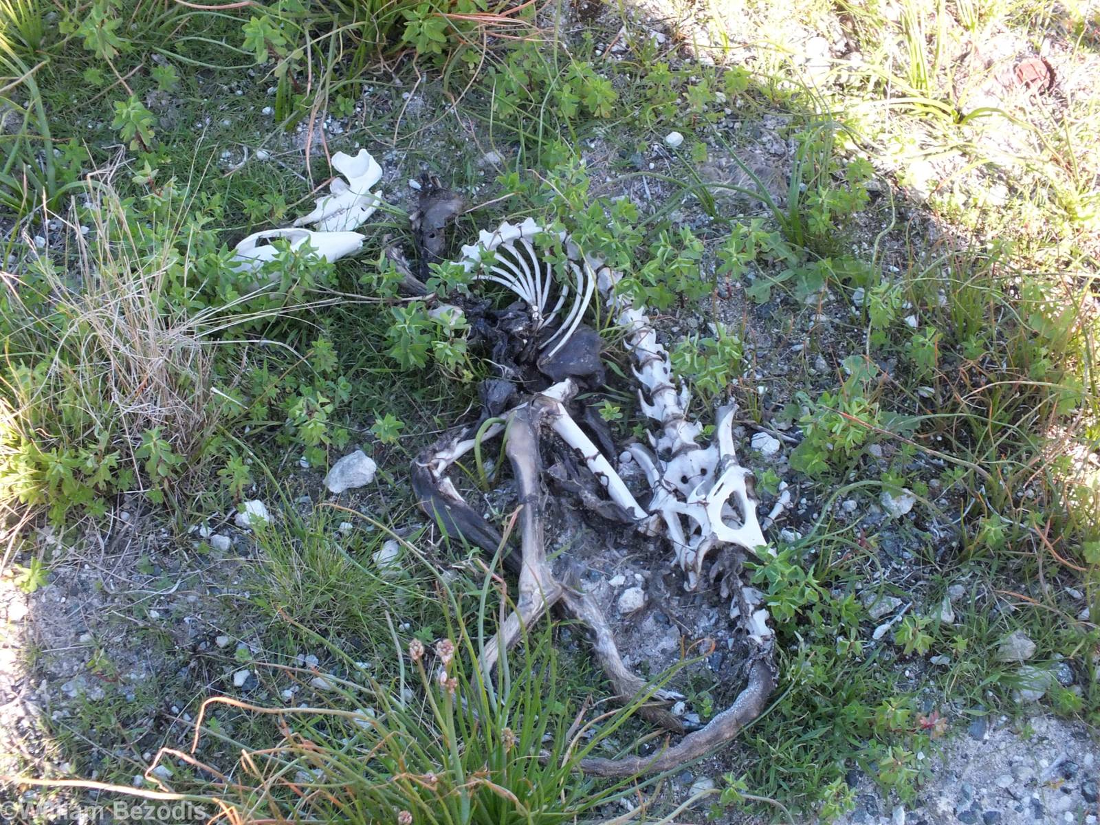 Quokka Skeleton - Rottnest Island