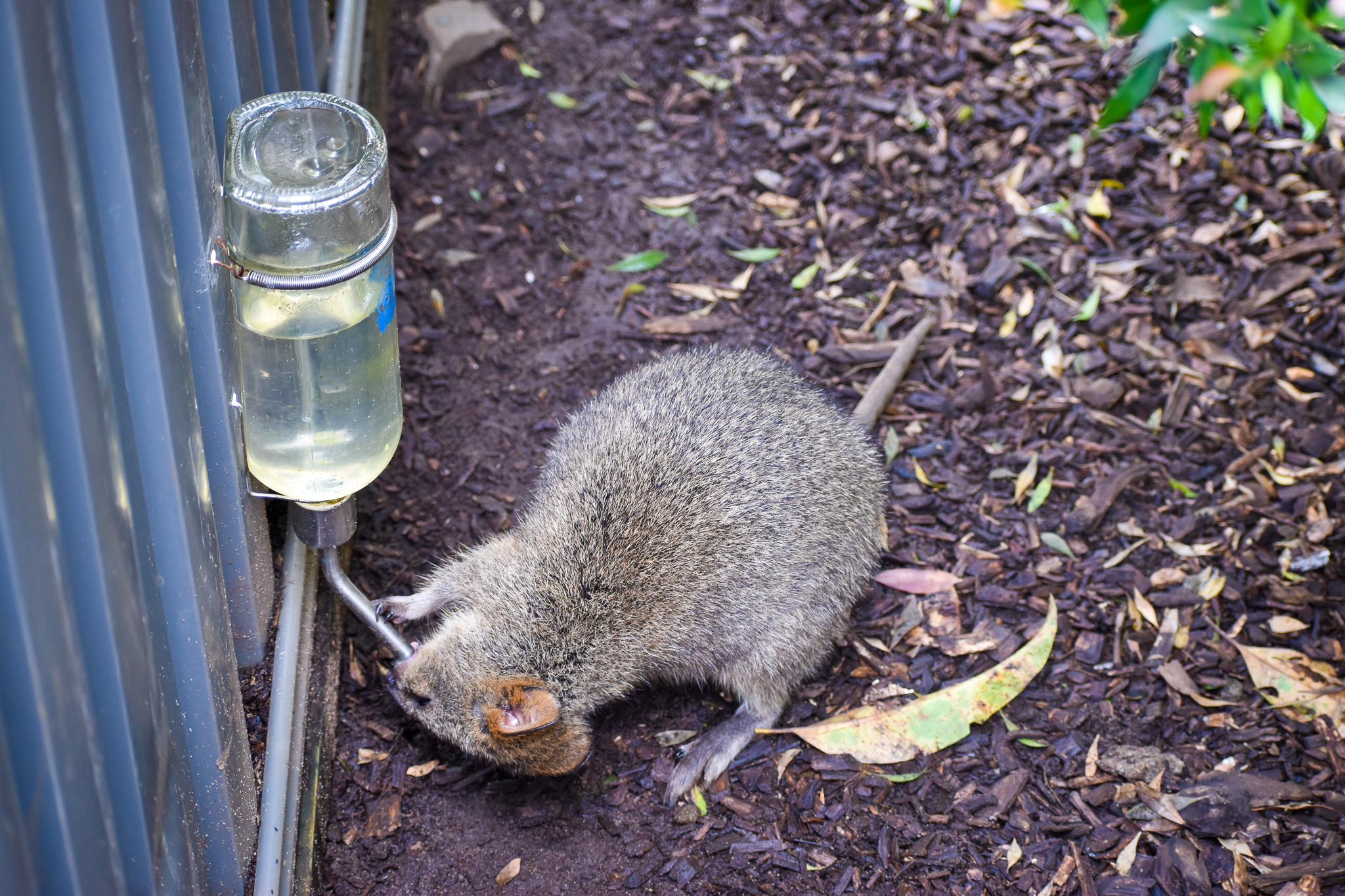 Quokka Taking a Drink