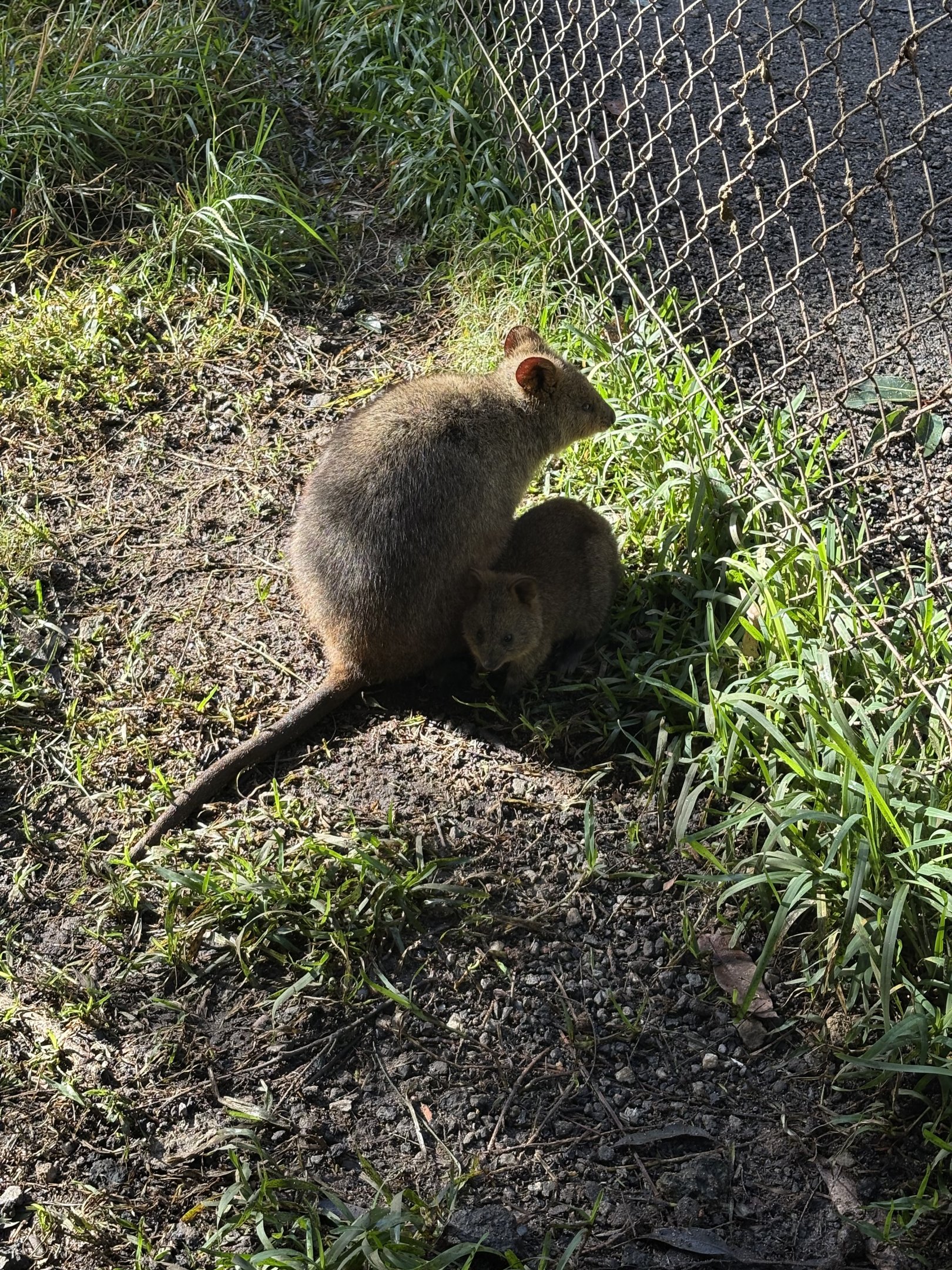 Quokka with joey - July 2025