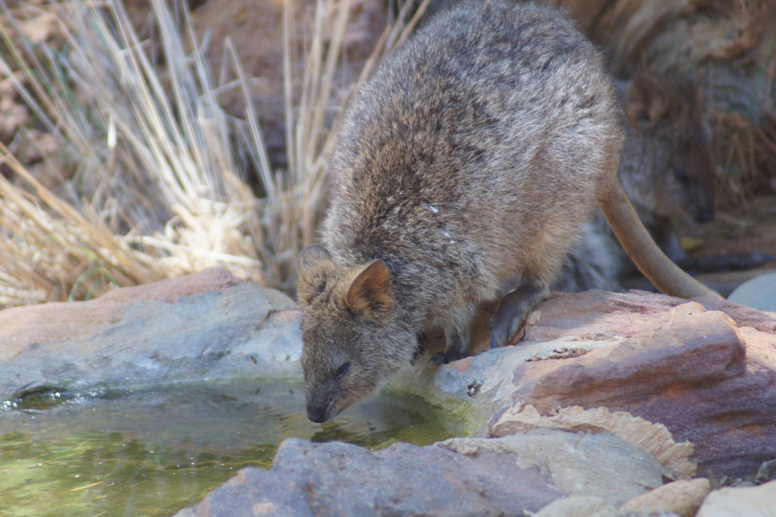 Quokka