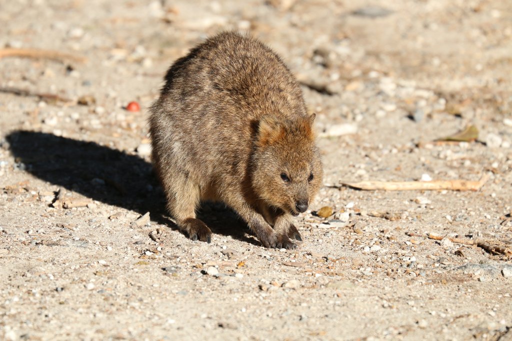 Quokka
