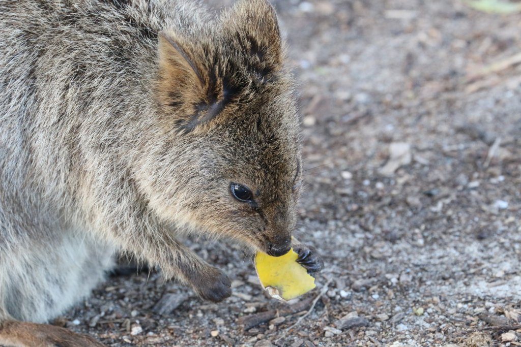 Quokka