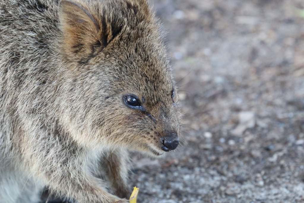 Quokka