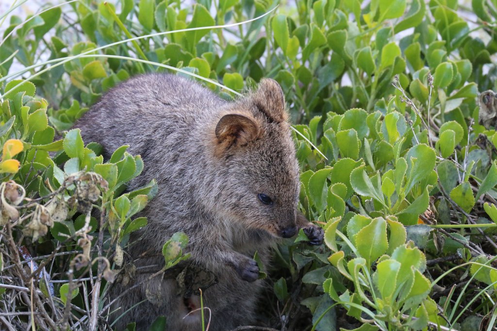 Quokka