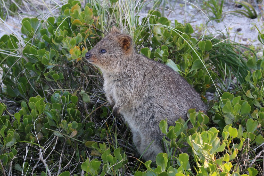 Quokka