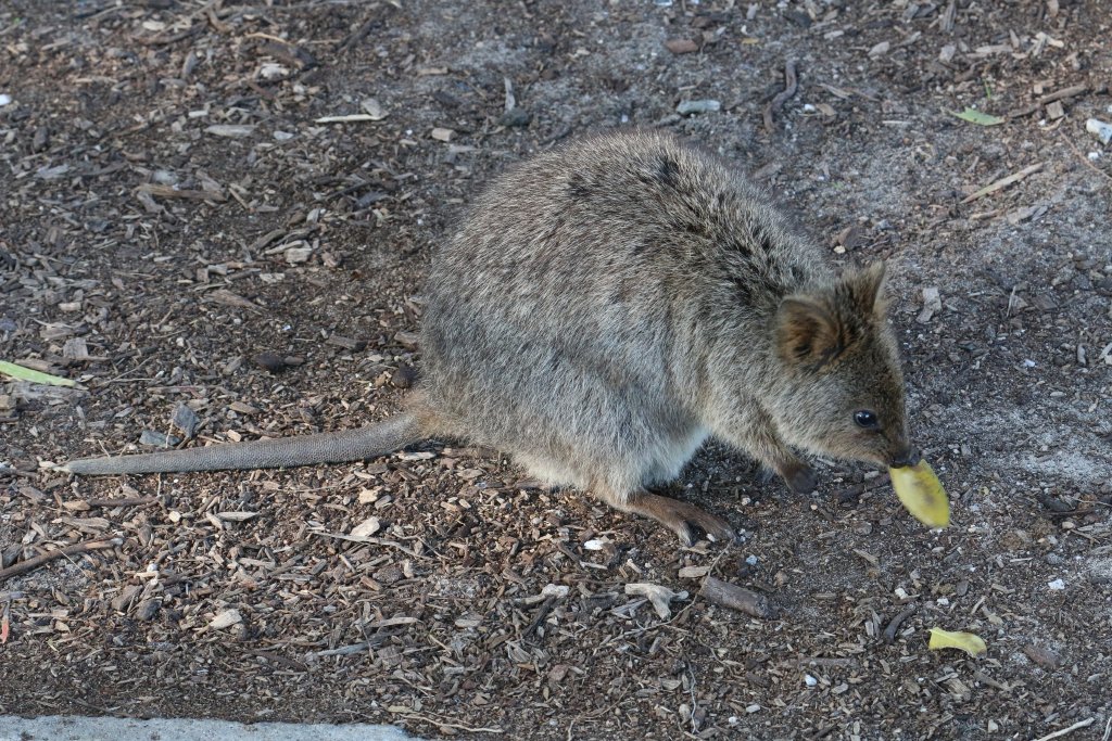 Quokka