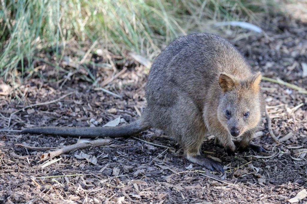 Quokka