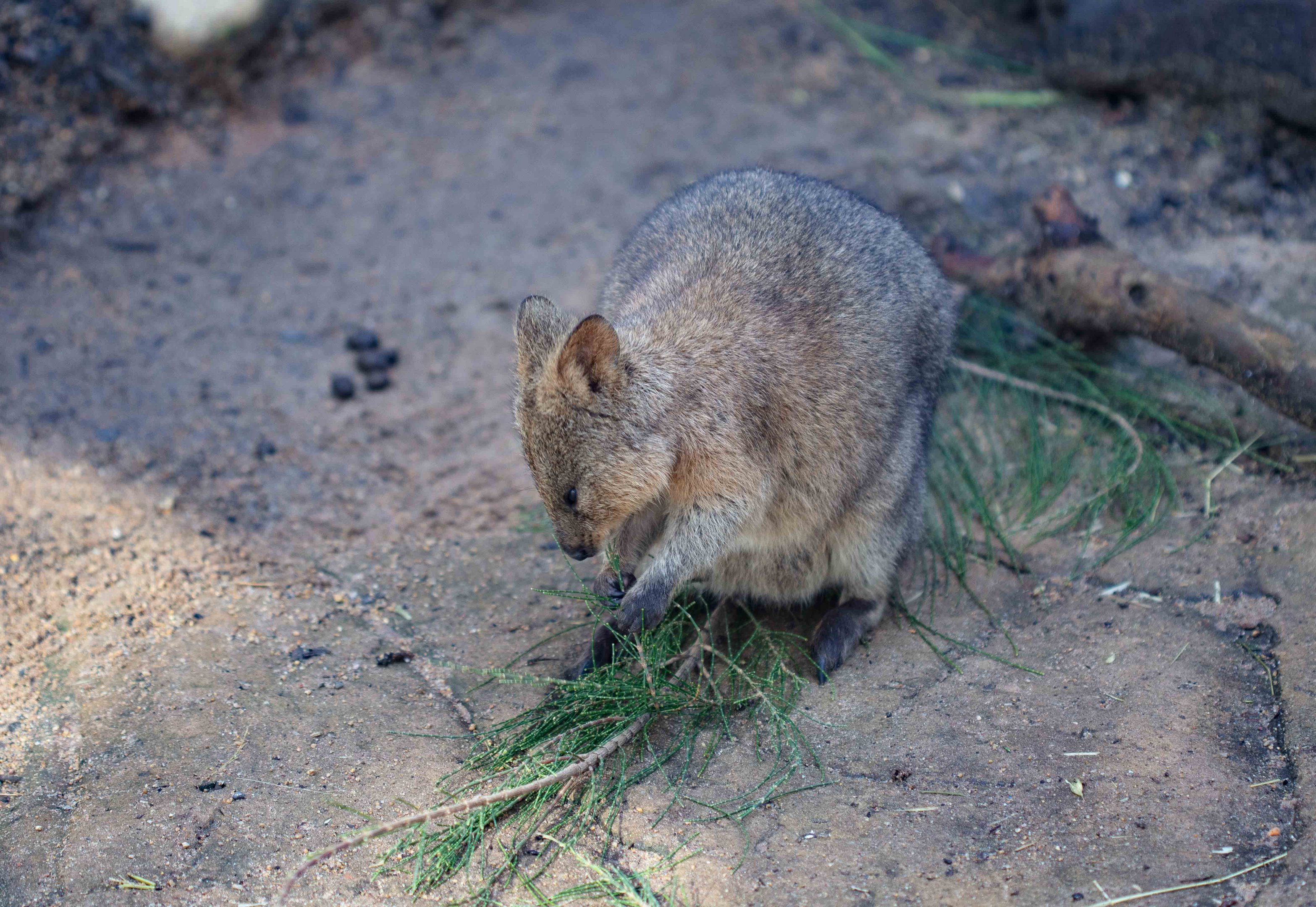 Quokka