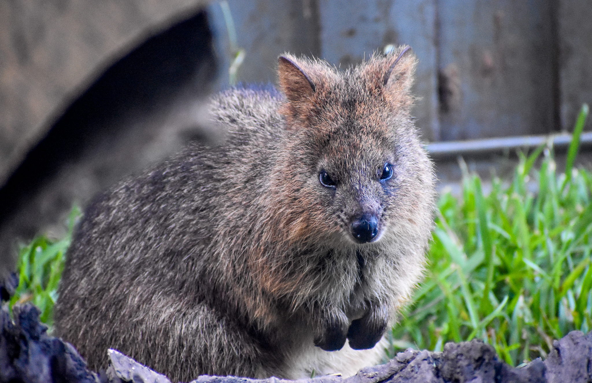 Quokka