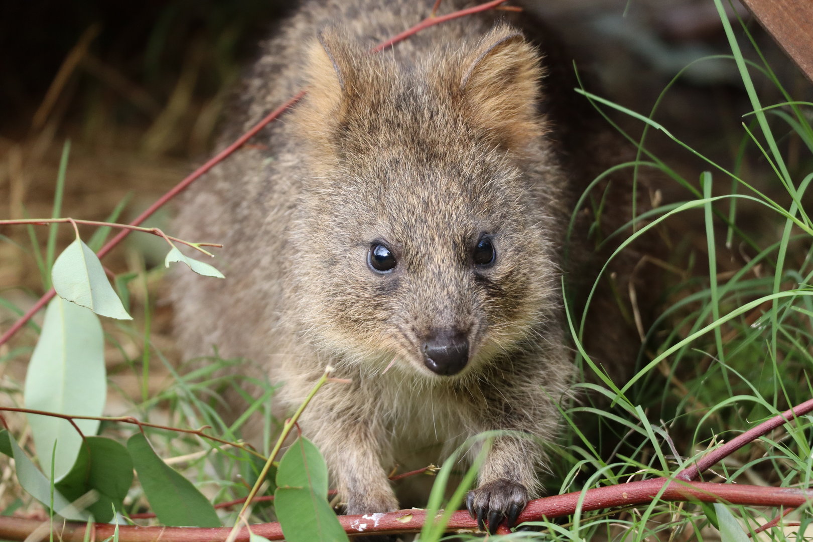 Quokka
