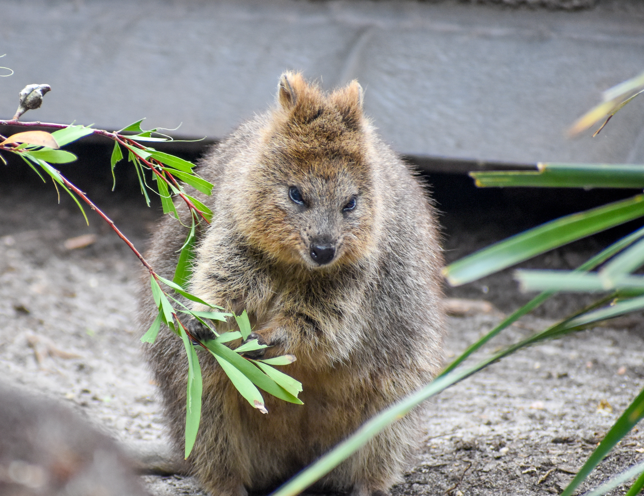 Quokka