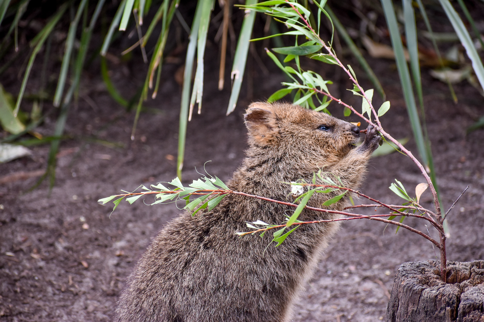 Quokka