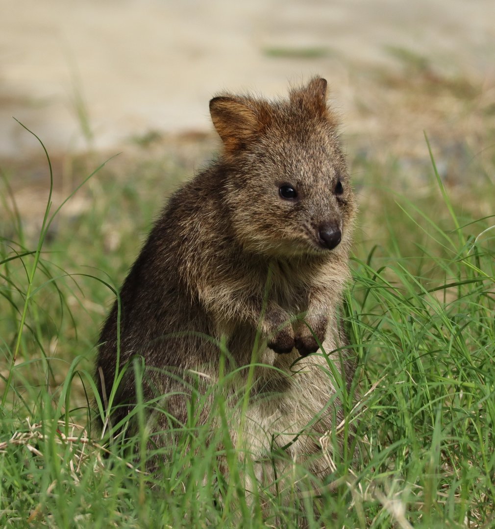 Quokka