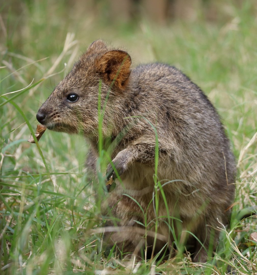 Quokka