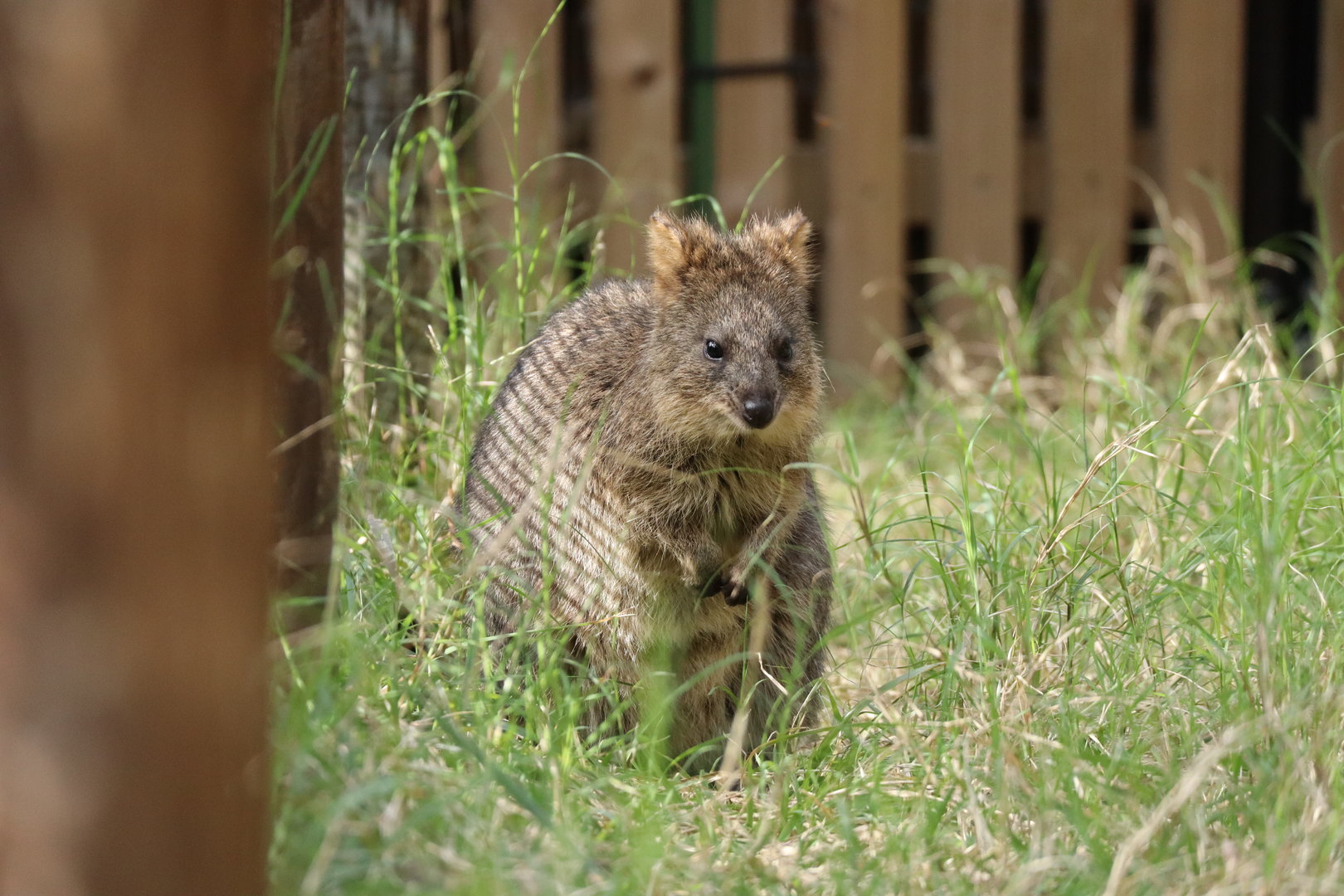 Quokka
