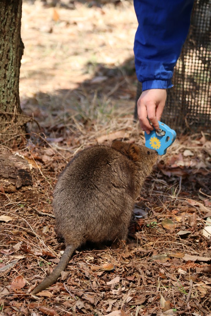 Quokka