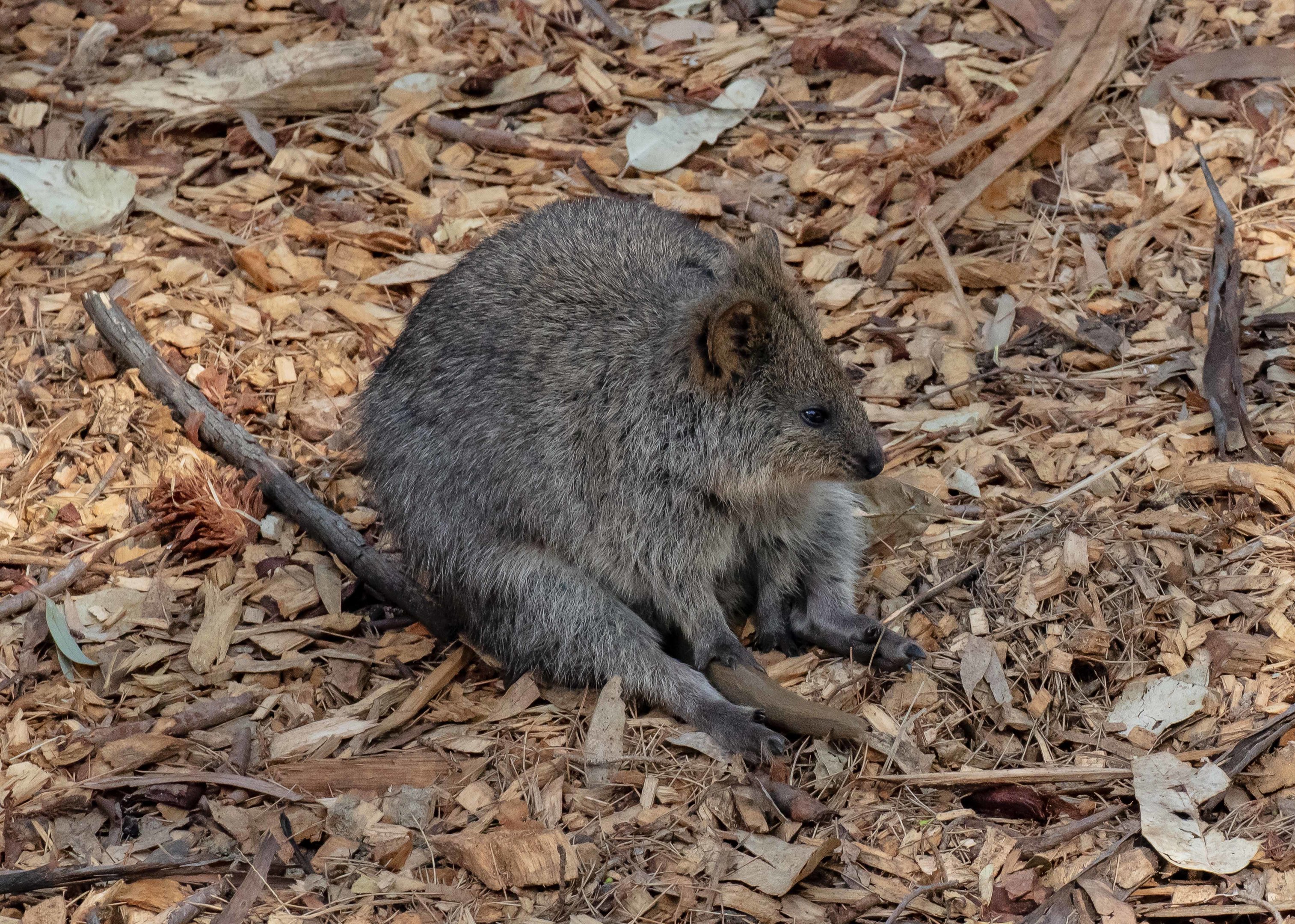 Quokka
