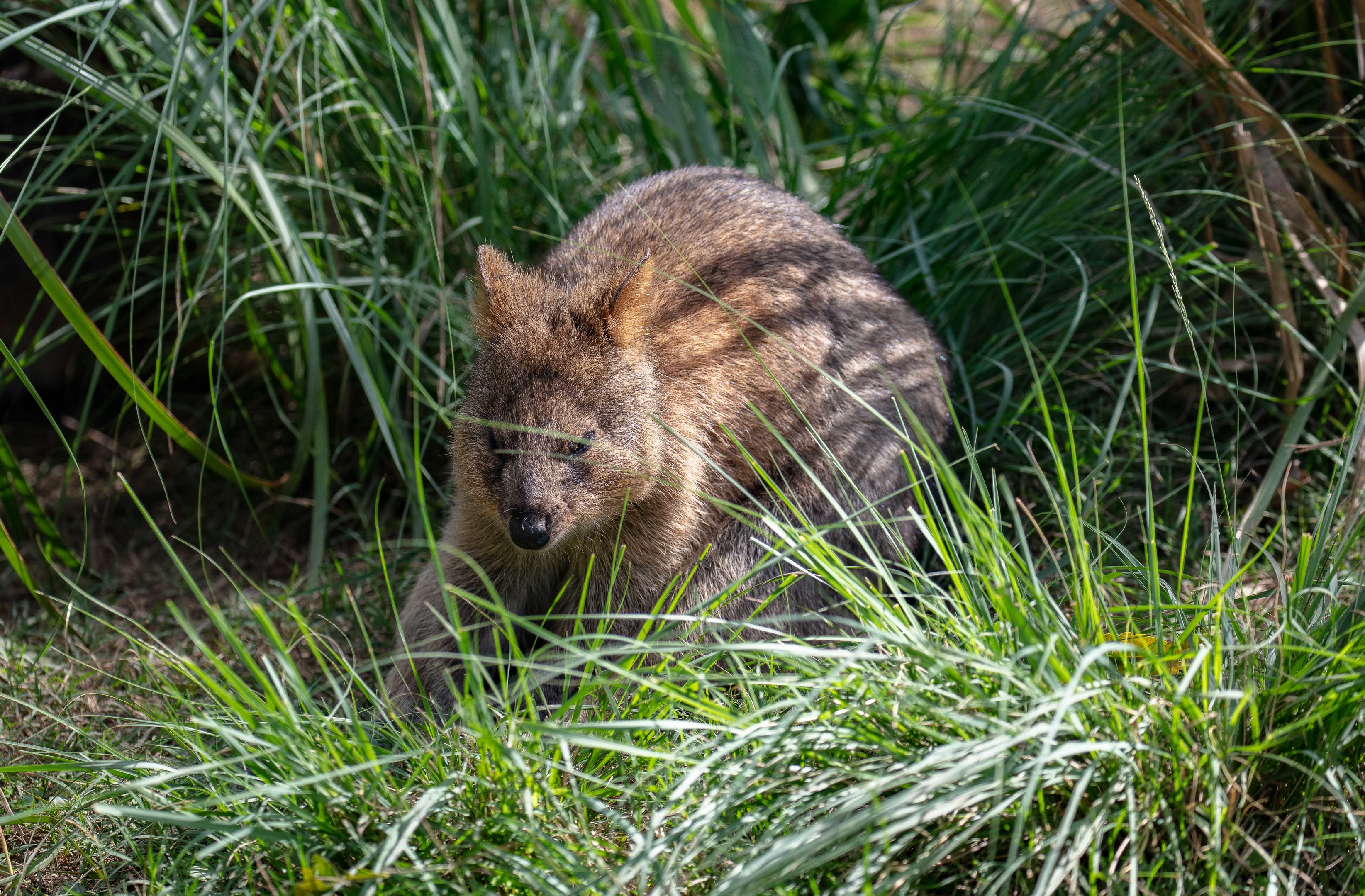 Quokka