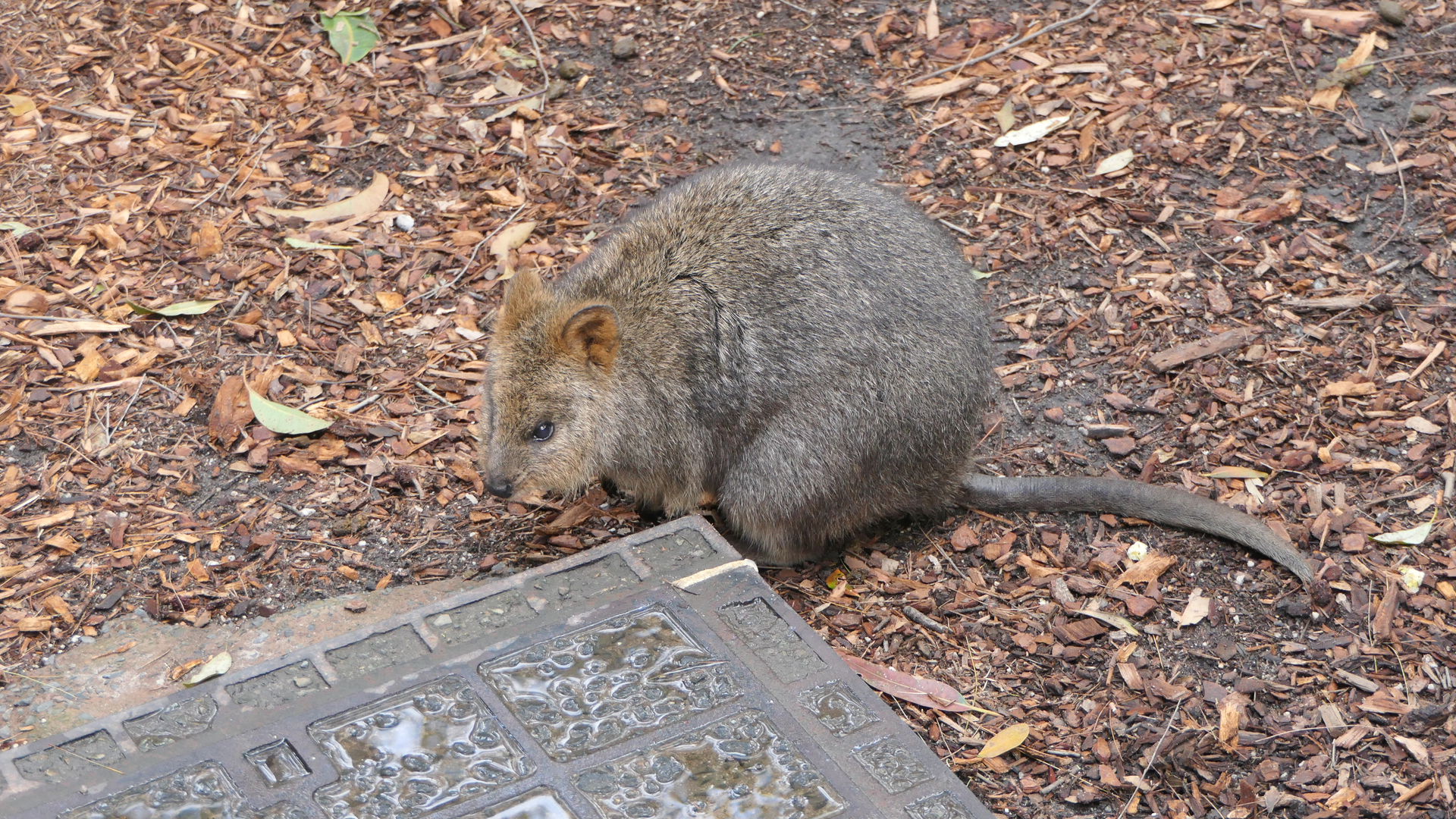 Quokka