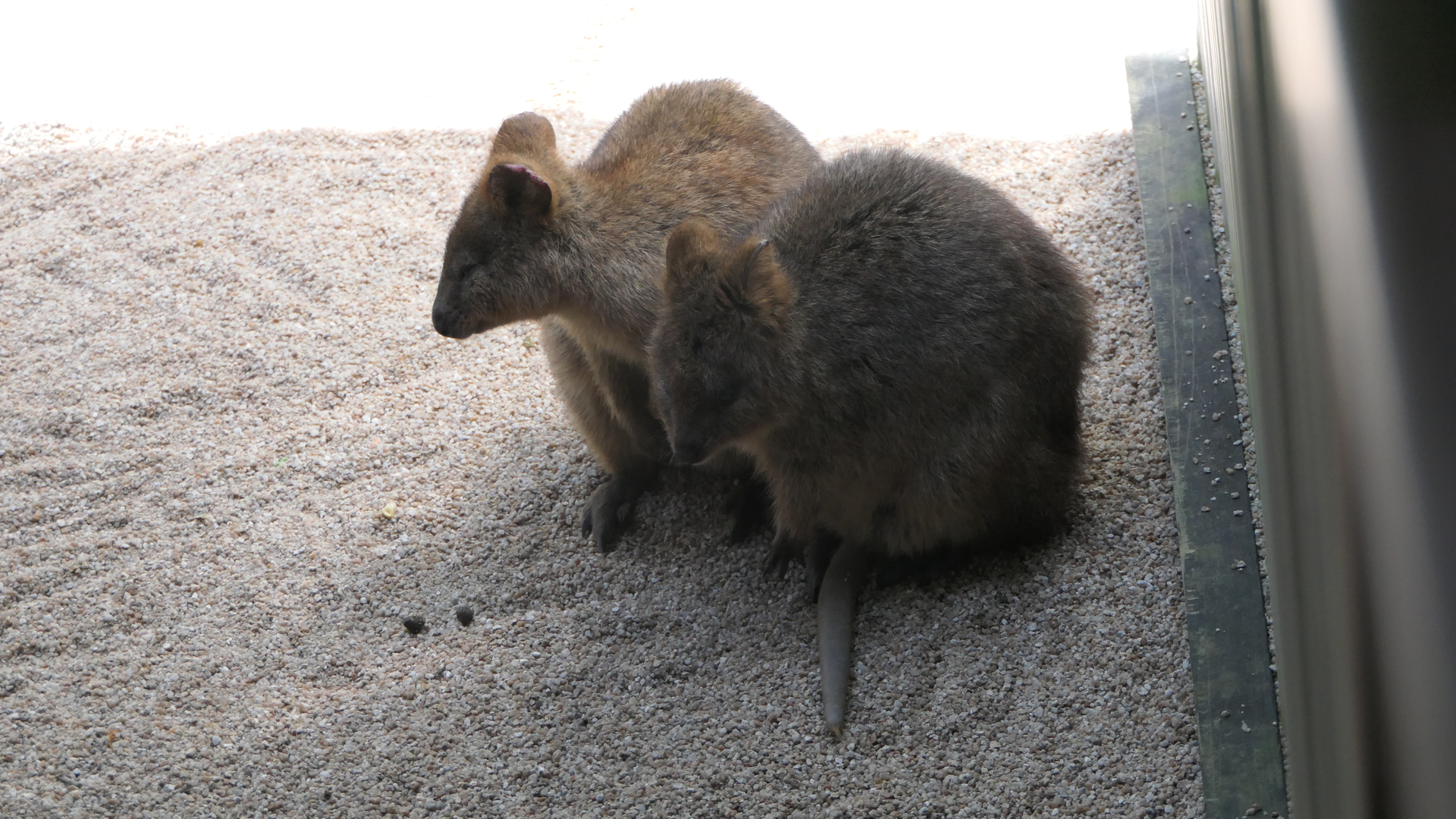 Quokka
