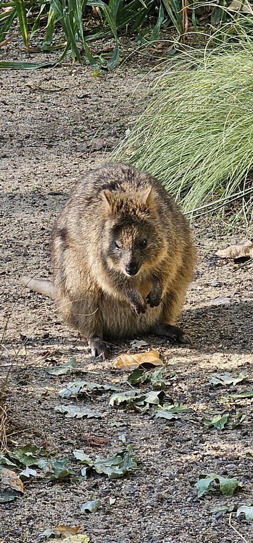 Quokka