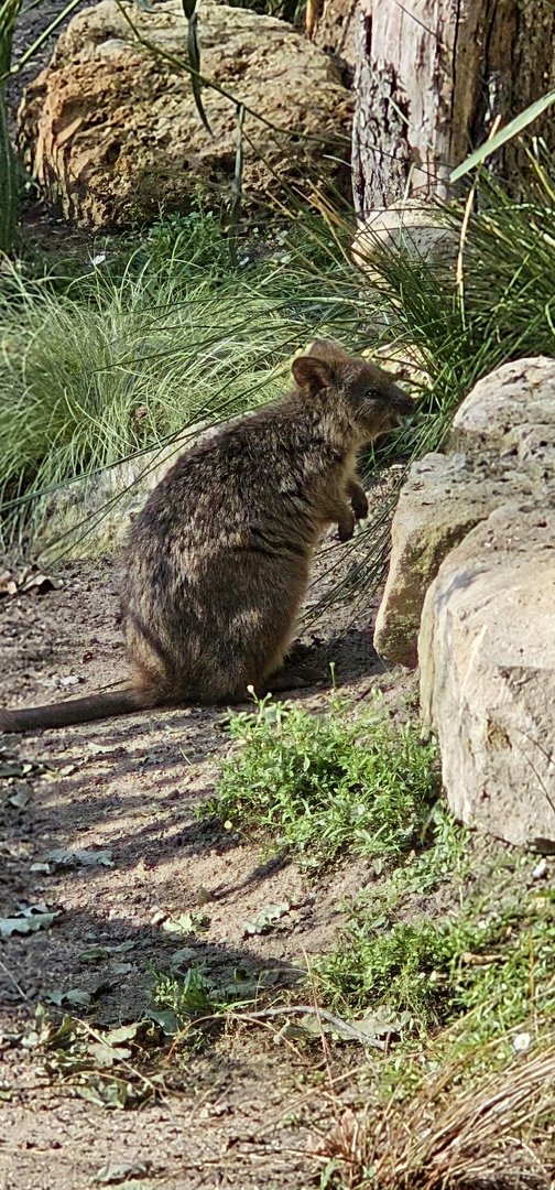Quokka