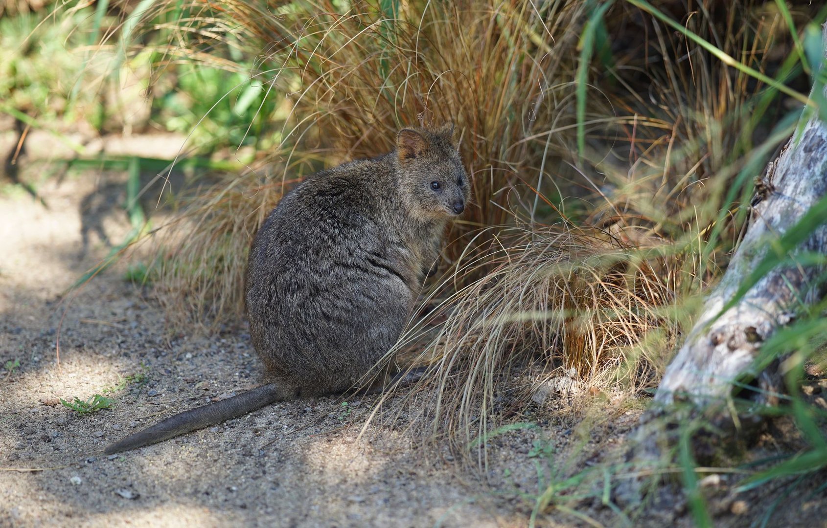 Quokka