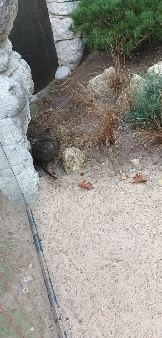 Quokka