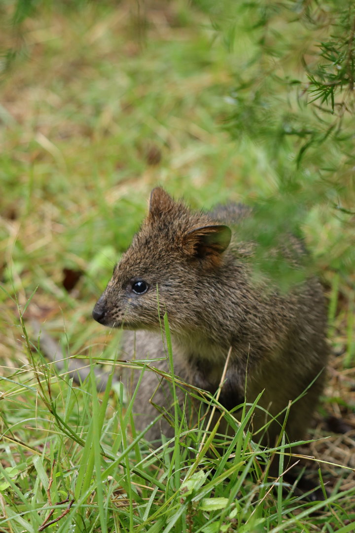Quokka