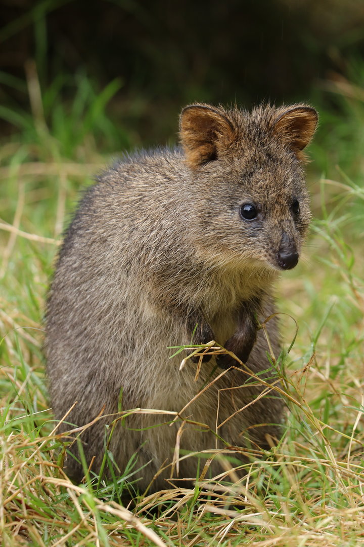 Quokka