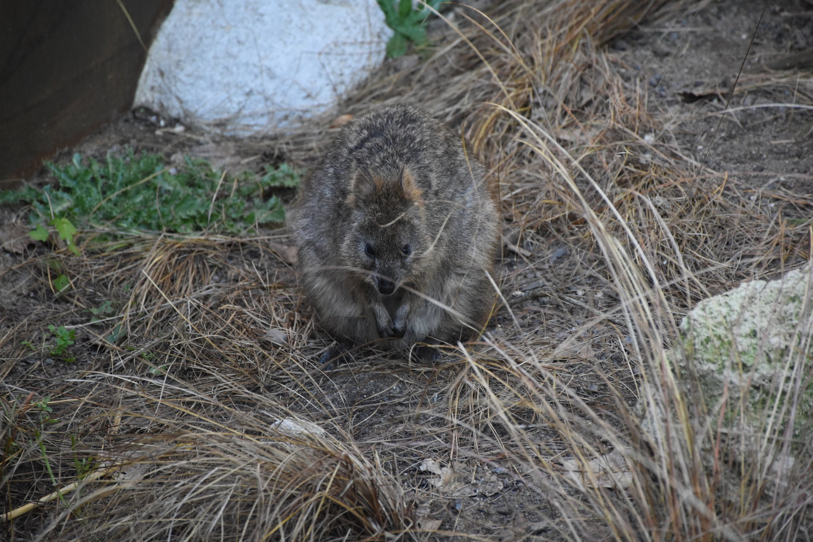 Quokka