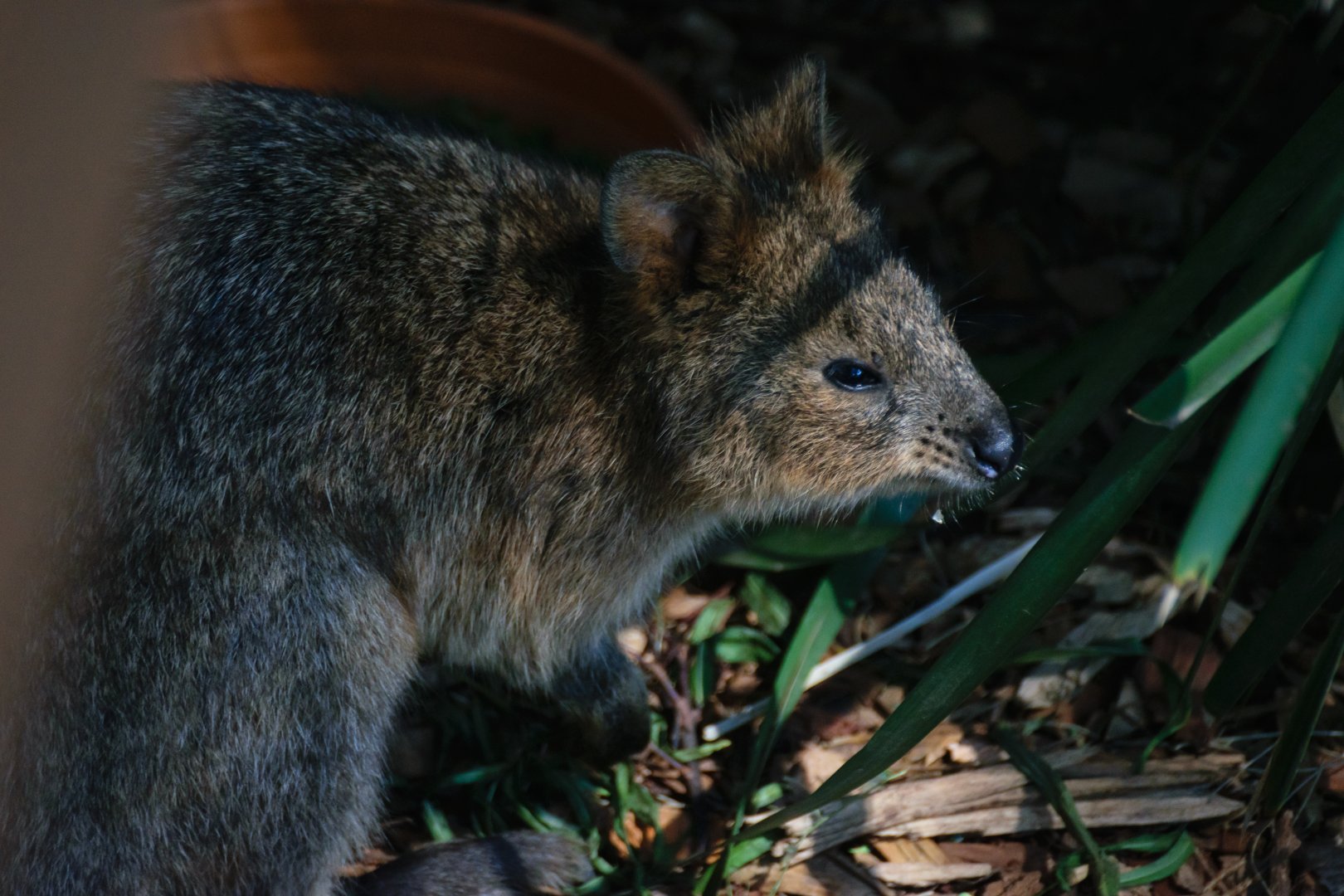 Quokka