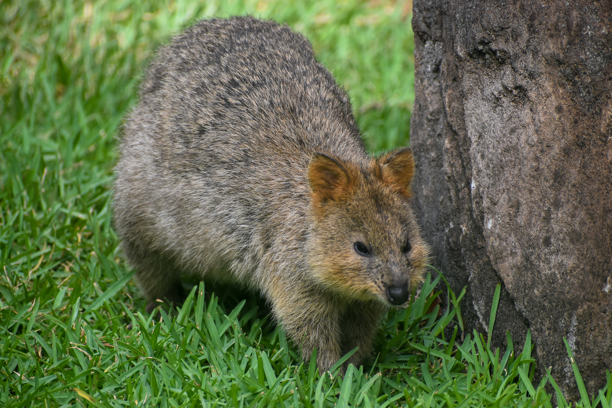 Quokka
