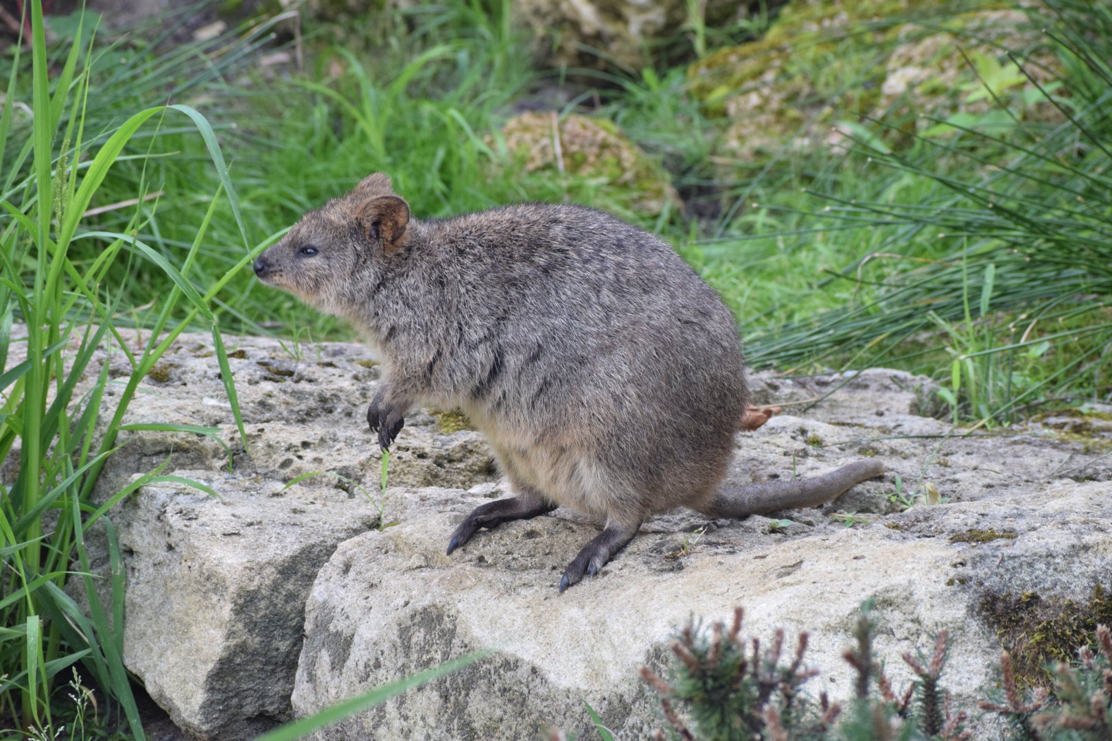 Quokka