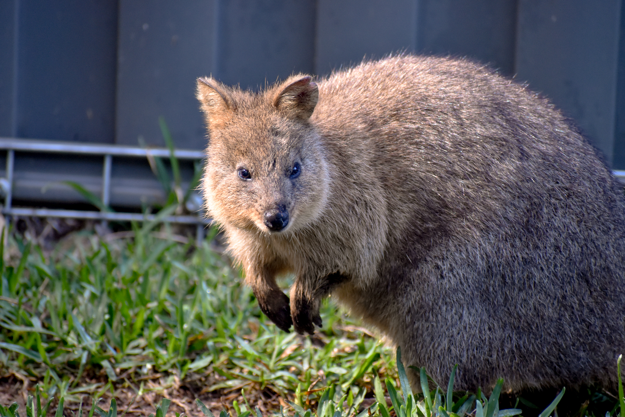 Quokka