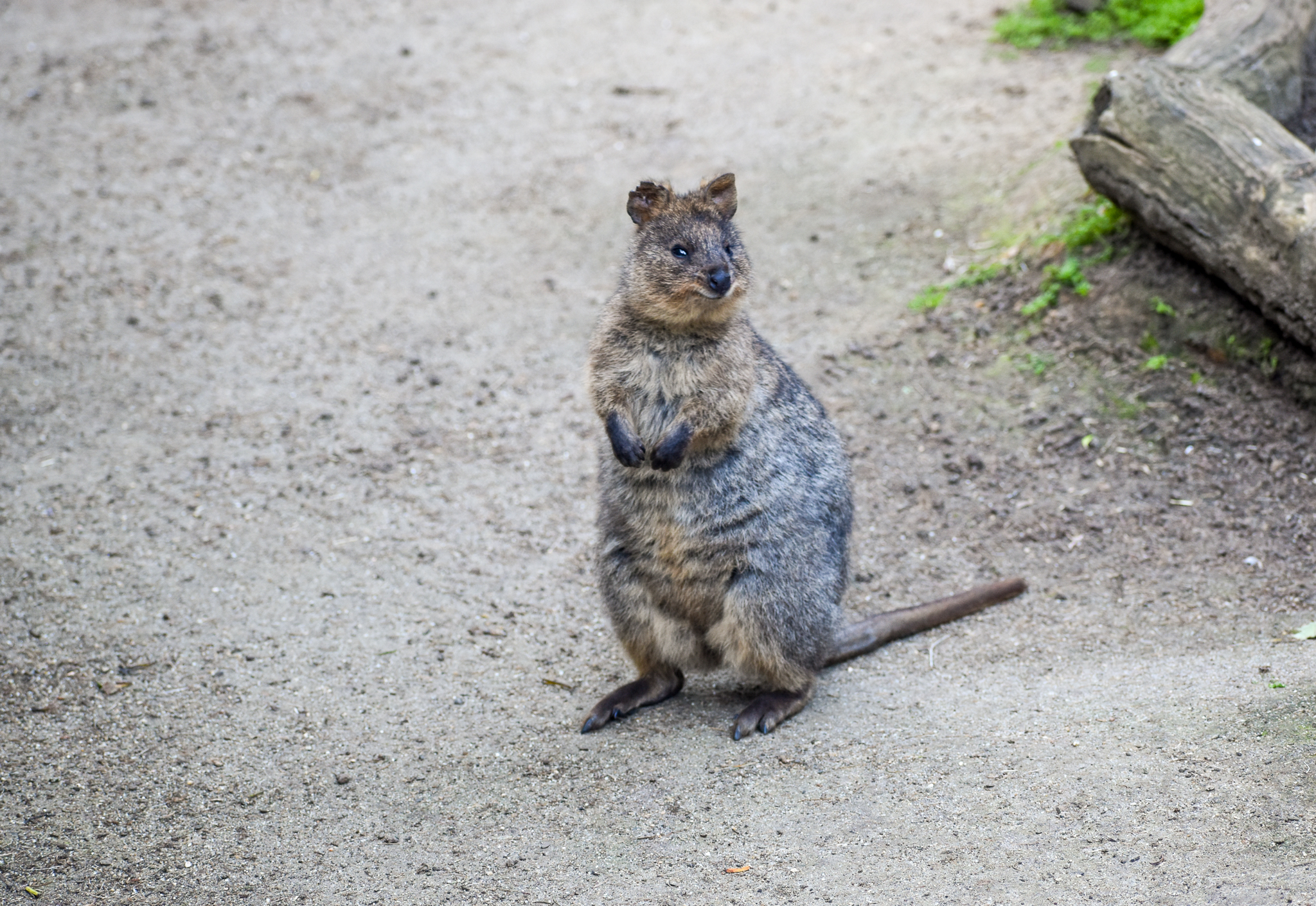 Quokka