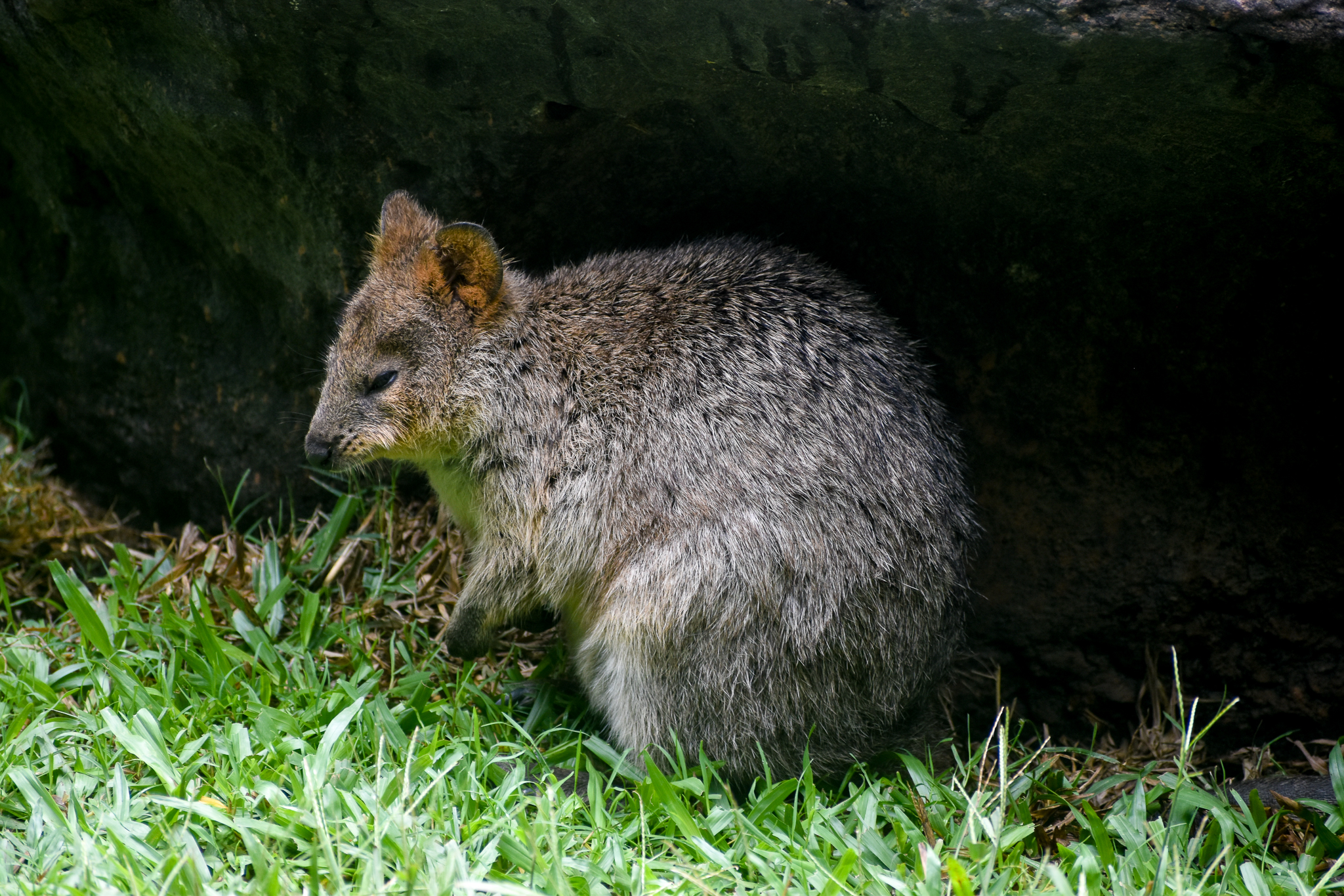 Quokka